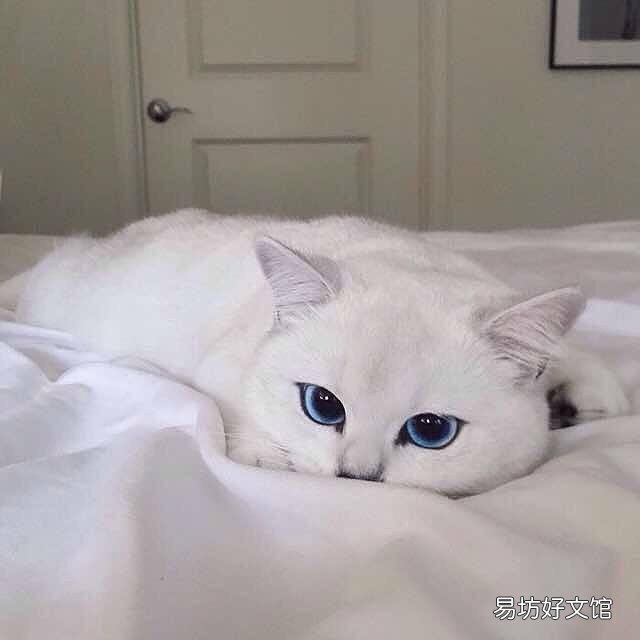 银点猫和渐层猫的区别(银点猫和渐层猫的区别图片)