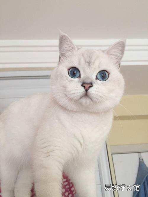 银点猫和渐层猫的区别(银点猫和渐层猫的区别图片)