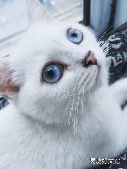 银点猫和渐层猫的区别(银点猫和渐层猫的区别图片)