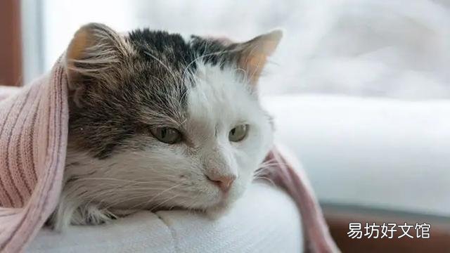 猫咪几岁算成年(猫咪几岁算成年猫)
