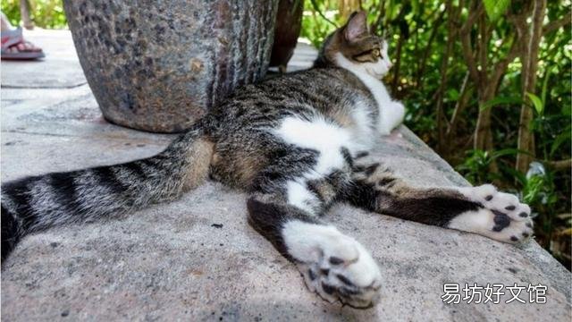 猫咪几岁算成年(猫咪几岁算成年猫)