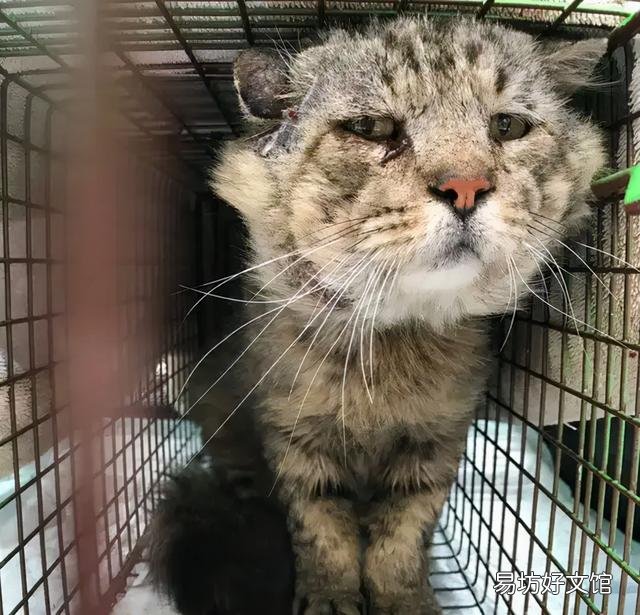 猫咪几岁算成年(猫咪几岁算成年猫)