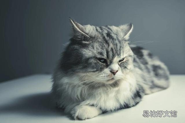 猫咪几岁算成年(猫咪几岁算成年猫)