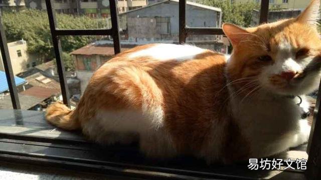 猫咪几岁算成年(猫咪几岁算成年猫)