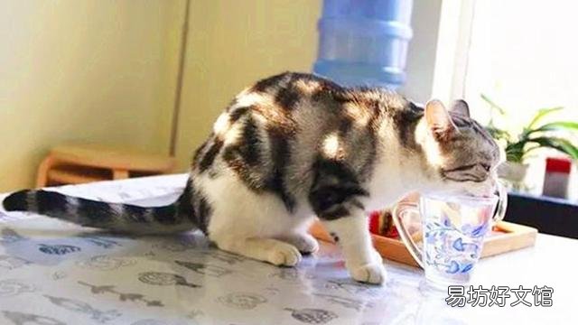 猫咪几岁算成年(猫咪几岁算成年猫)