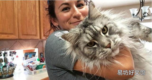 猫舍官网(cfa认证猫舍官网)