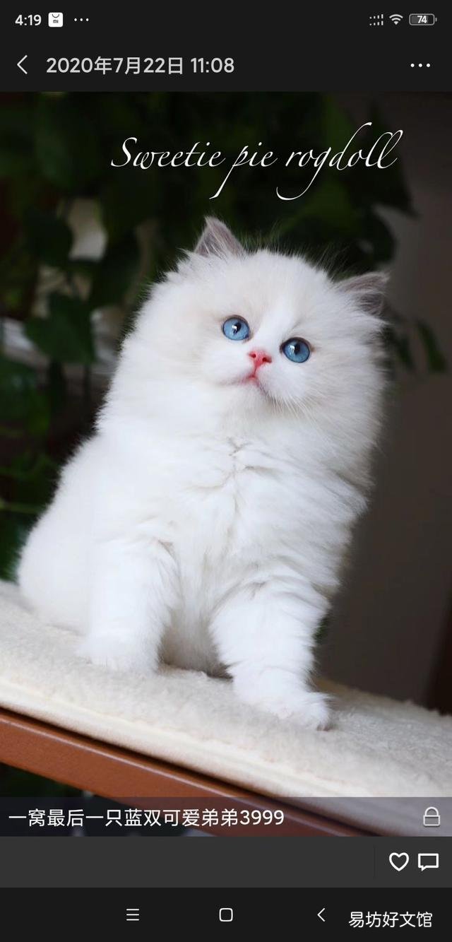 猫舍官网(cfa认证猫舍官网)
