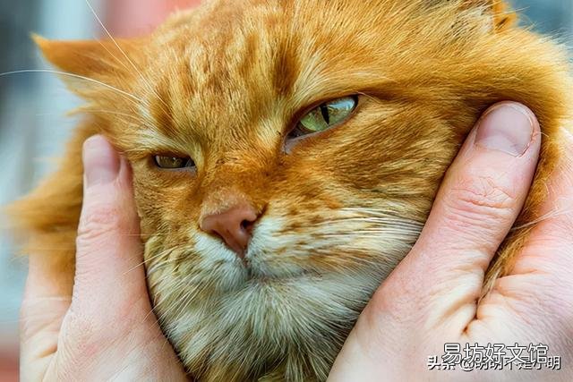 猫舍官网(cfa认证猫舍官网)