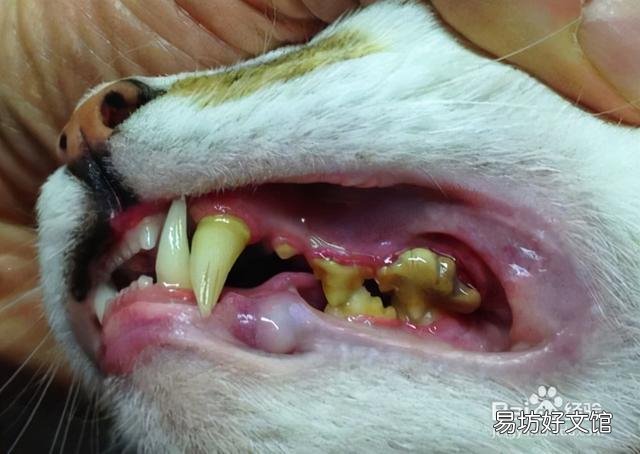 猫3岁相当于人多少岁(3岁的猫相当于人几岁)
