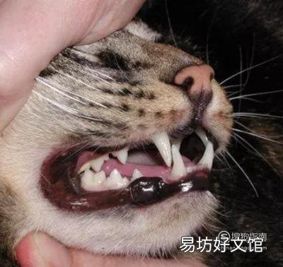 猫3岁相当于人多少岁(3岁的猫相当于人几岁)