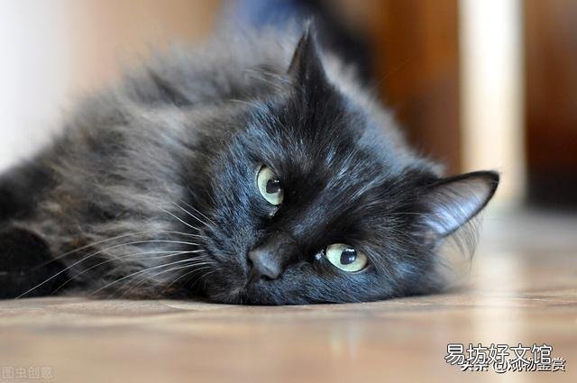 纯黑的猫是什么品种(毛色纯黑的猫是什么品种)