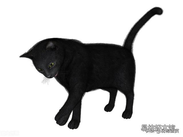 纯黑的猫是什么品种(毛色纯黑的猫是什么品种)