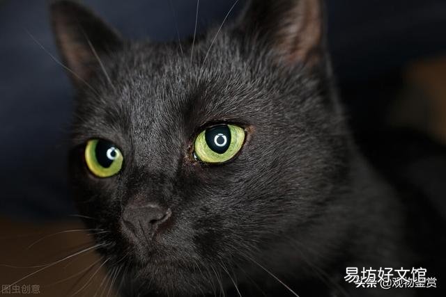 纯黑的猫是什么品种(毛色纯黑的猫是什么品种)