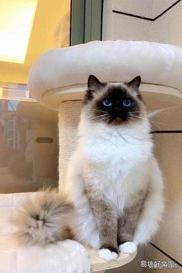 海双布偶猫多少钱一只(海双布偶猫市场价)