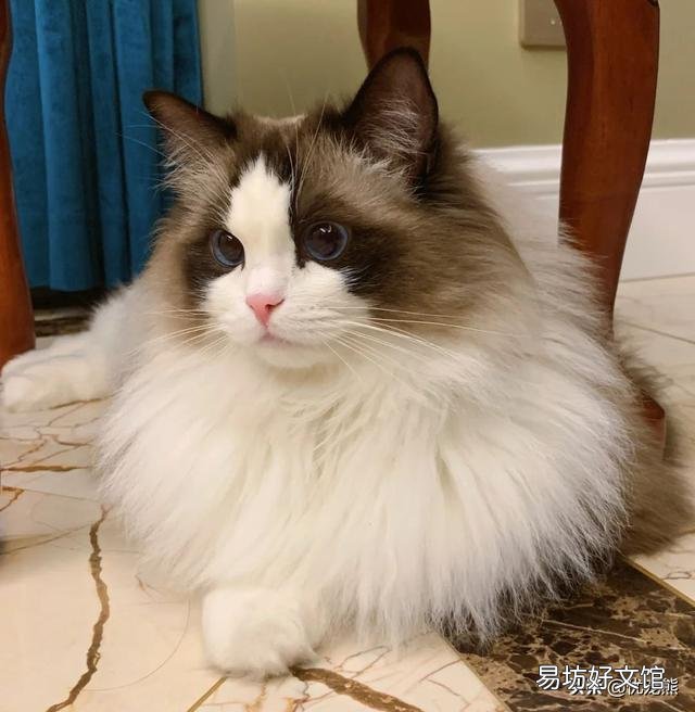 海双布偶猫多少钱一只(海双布偶猫市场价)