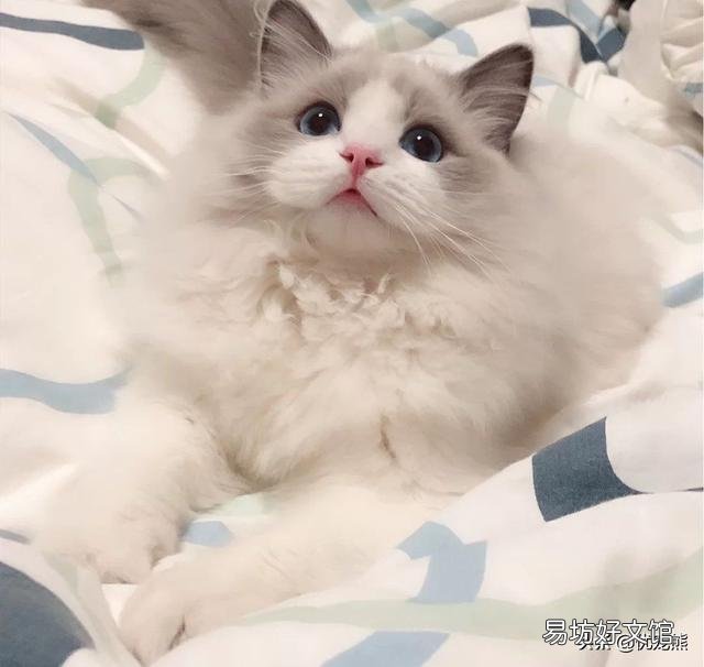 海双布偶猫多少钱一只(海双布偶猫市场价)