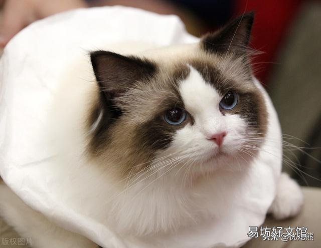 海双布偶猫多少钱一只(海双布偶猫市场价)