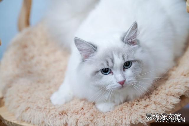 海双布偶猫多少钱一只(海双布偶猫市场价)