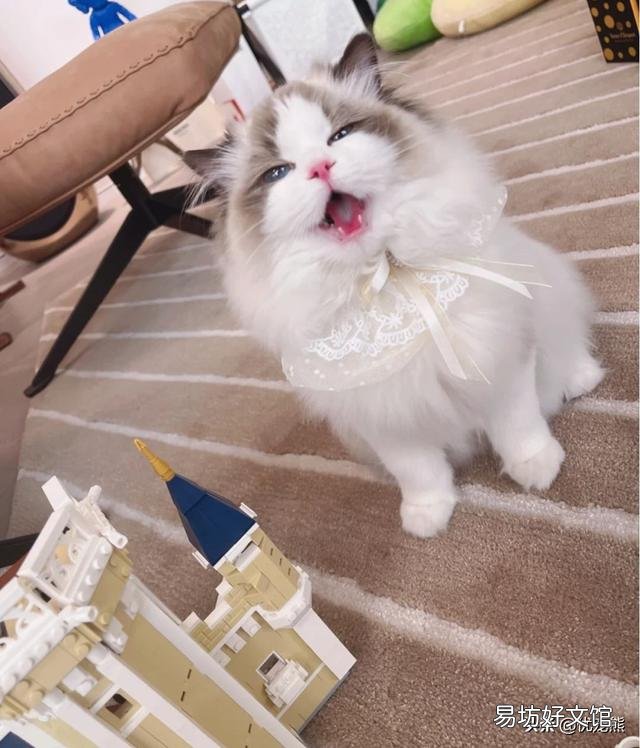海双布偶猫多少钱一只(海双布偶猫市场价)