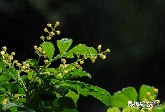 现在可以给米兰换盆吗?可以的话应注意什么?