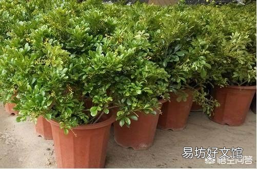 现在可以给米兰换盆吗?可以的话应注意什么?