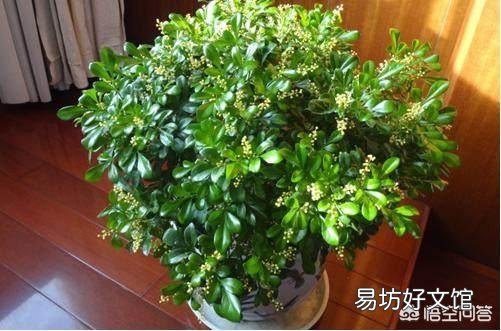 现在可以给米兰换盆吗?可以的话应注意什么?