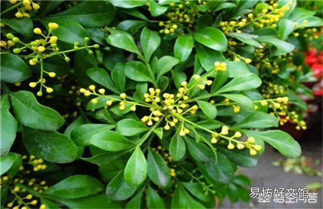 现在可以给米兰换盆吗?可以的话应注意什么?