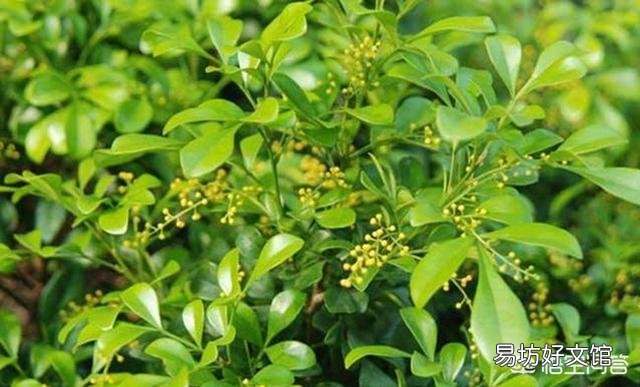 现在可以给米兰换盆吗?可以的话应注意什么?