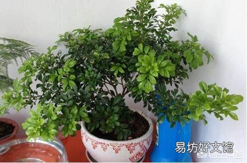 现在可以给米兰换盆吗?可以的话应注意什么?