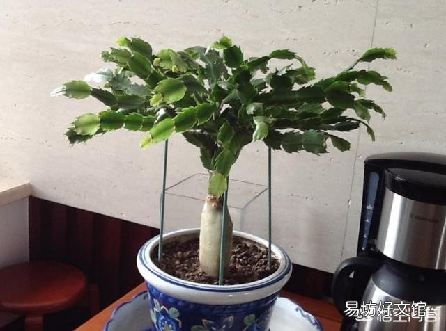 盆栽的蟹爪兰夏季可以用仙人掌进行嫁接吗?