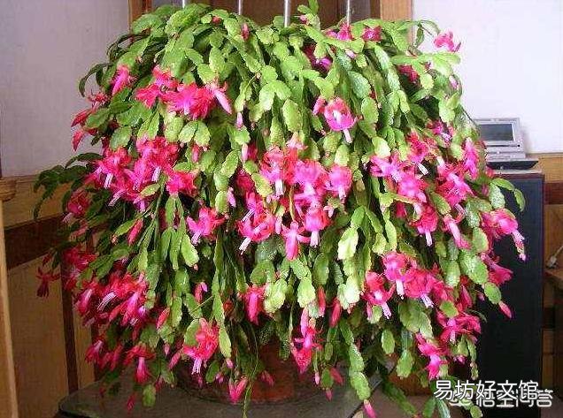 盆栽的蟹爪兰夏季可以用仙人掌进行嫁接吗?