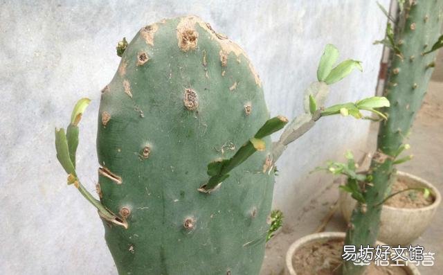 盆栽的蟹爪兰夏季可以用仙人掌进行嫁接吗?