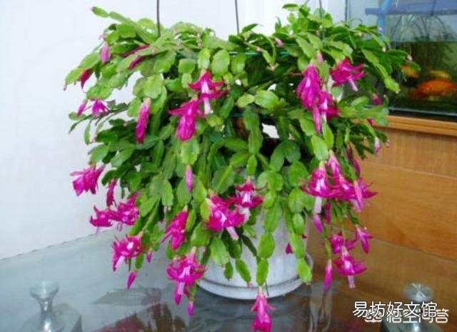 盆栽的蟹爪兰夏季可以用仙人掌进行嫁接吗?