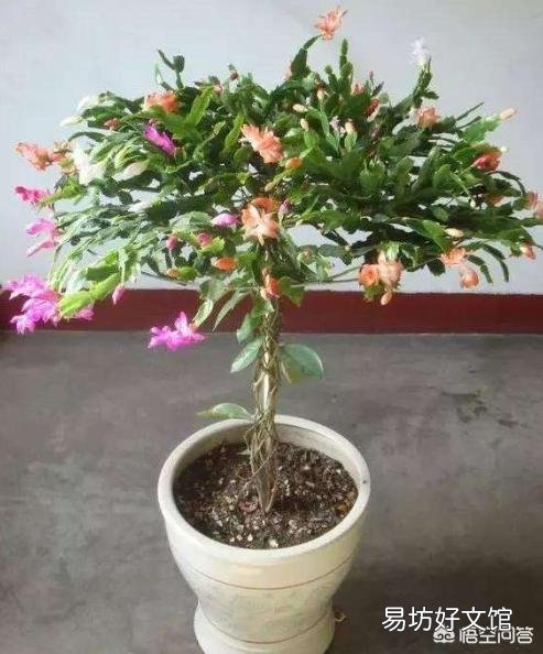 盆栽的蟹爪兰夏季可以用仙人掌进行嫁接吗?