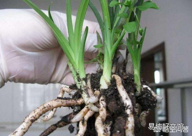 家里如何让柳树皮快速发酵呢?