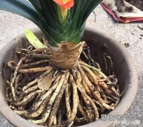 家里如何让柳树皮快速发酵呢?