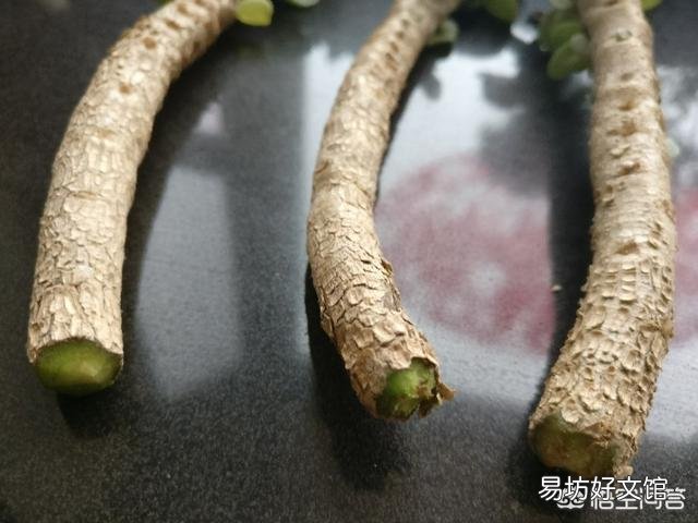 多肉黑腐怎么办?