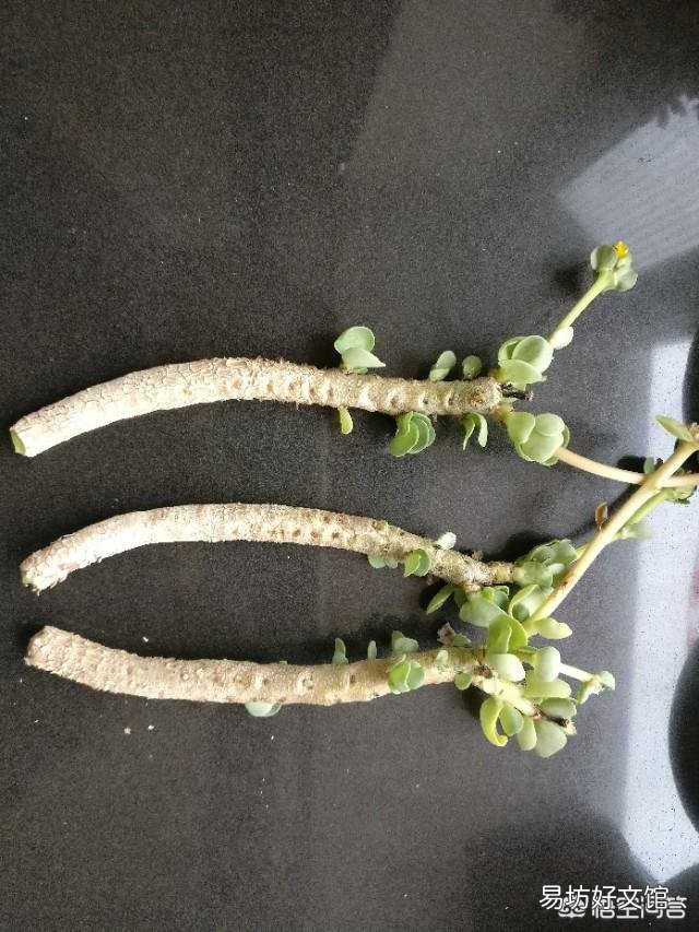 多肉黑腐怎么办?