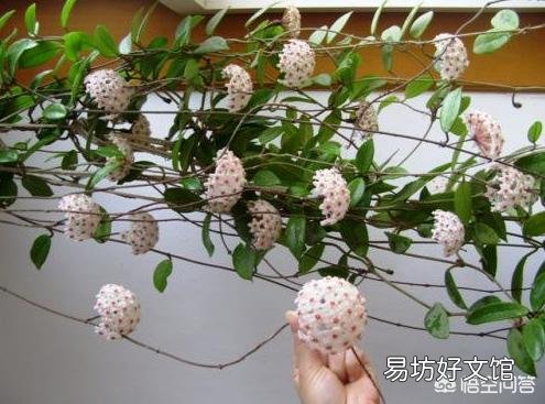 夏季光照强,球兰能经得住太阳的暴晒吗?