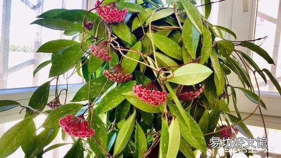 夏季光照强,球兰能经得住太阳的暴晒吗?