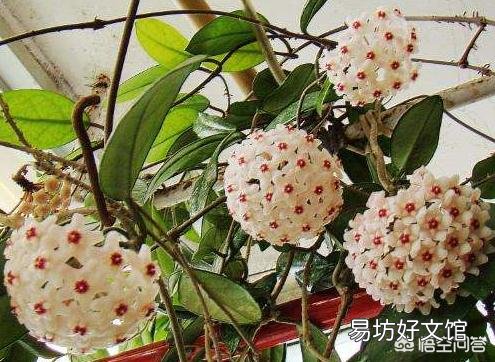 夏季光照强,球兰能经得住太阳的暴晒吗?