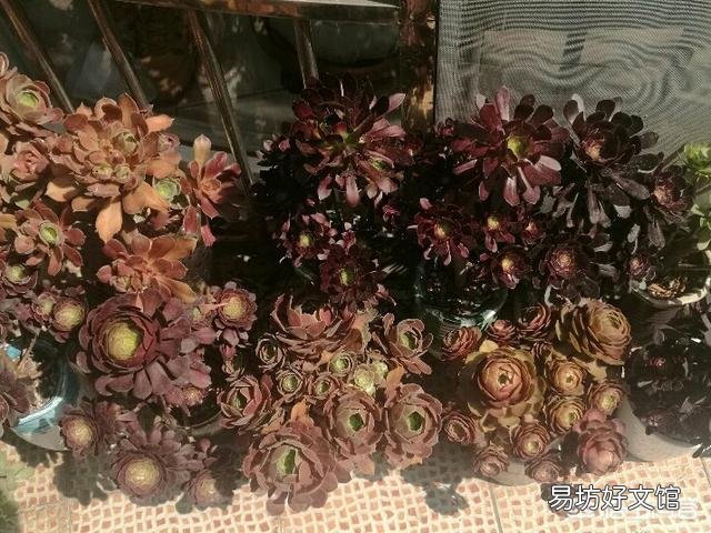 我的法师可能是浇水的缘故黑腐了,已经把黑腐的枝叶都削下来了,还有哪些需要注意的地方?