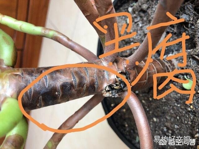 我的法师可能是浇水的缘故黑腐了,已经把黑腐的枝叶都削下来了,还有哪些需要注意的地方?