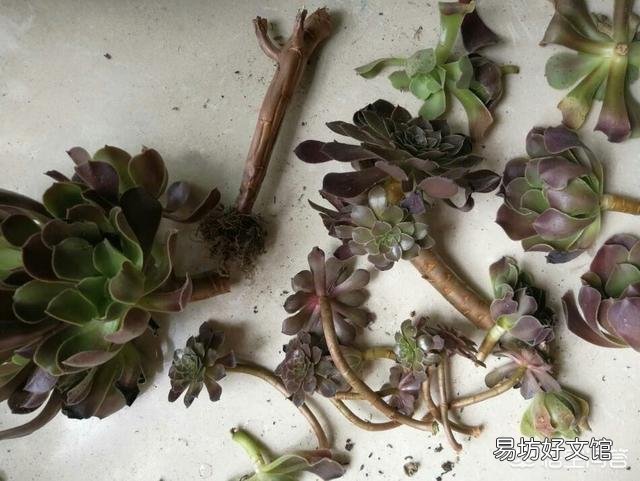我的法师可能是浇水的缘故黑腐了,已经把黑腐的枝叶都削下来了,还有哪些需要注意的地方?