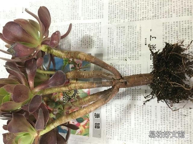 我的法师可能是浇水的缘故黑腐了,已经把黑腐的枝叶都削下来了,还有哪些需要注意的地方?