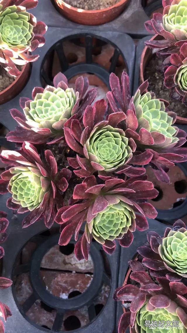 我的法师可能是浇水的缘故黑腐了,已经把黑腐的枝叶都削下来了,还有哪些需要注意的地方?