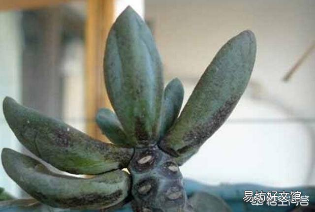 多肉怎么平安度夏？