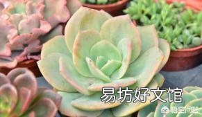 多肉怎么平安度夏？