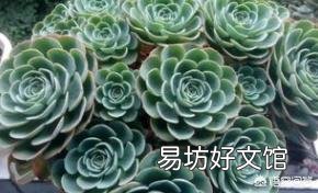 多肉怎么平安度夏？