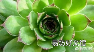 多肉怎么平安度夏？